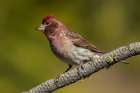 Purple finch Botanical Print